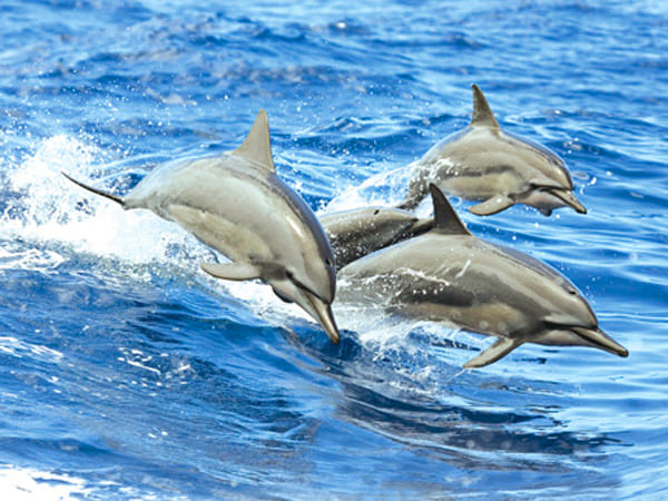 Dolphins