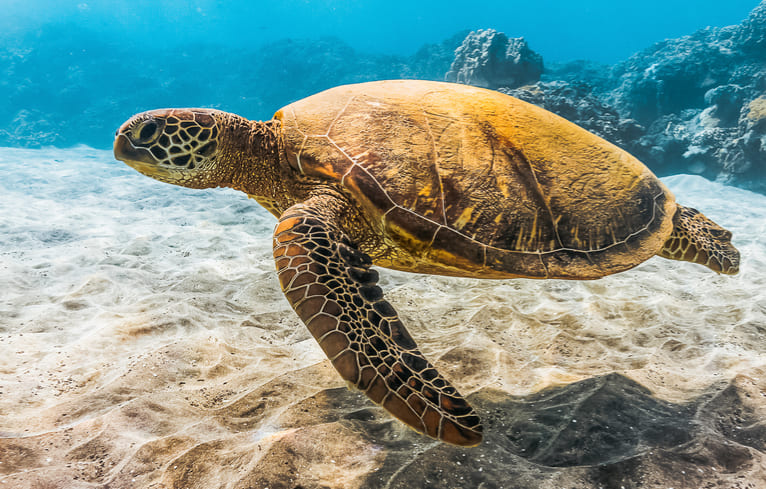 Green Sea Turtle