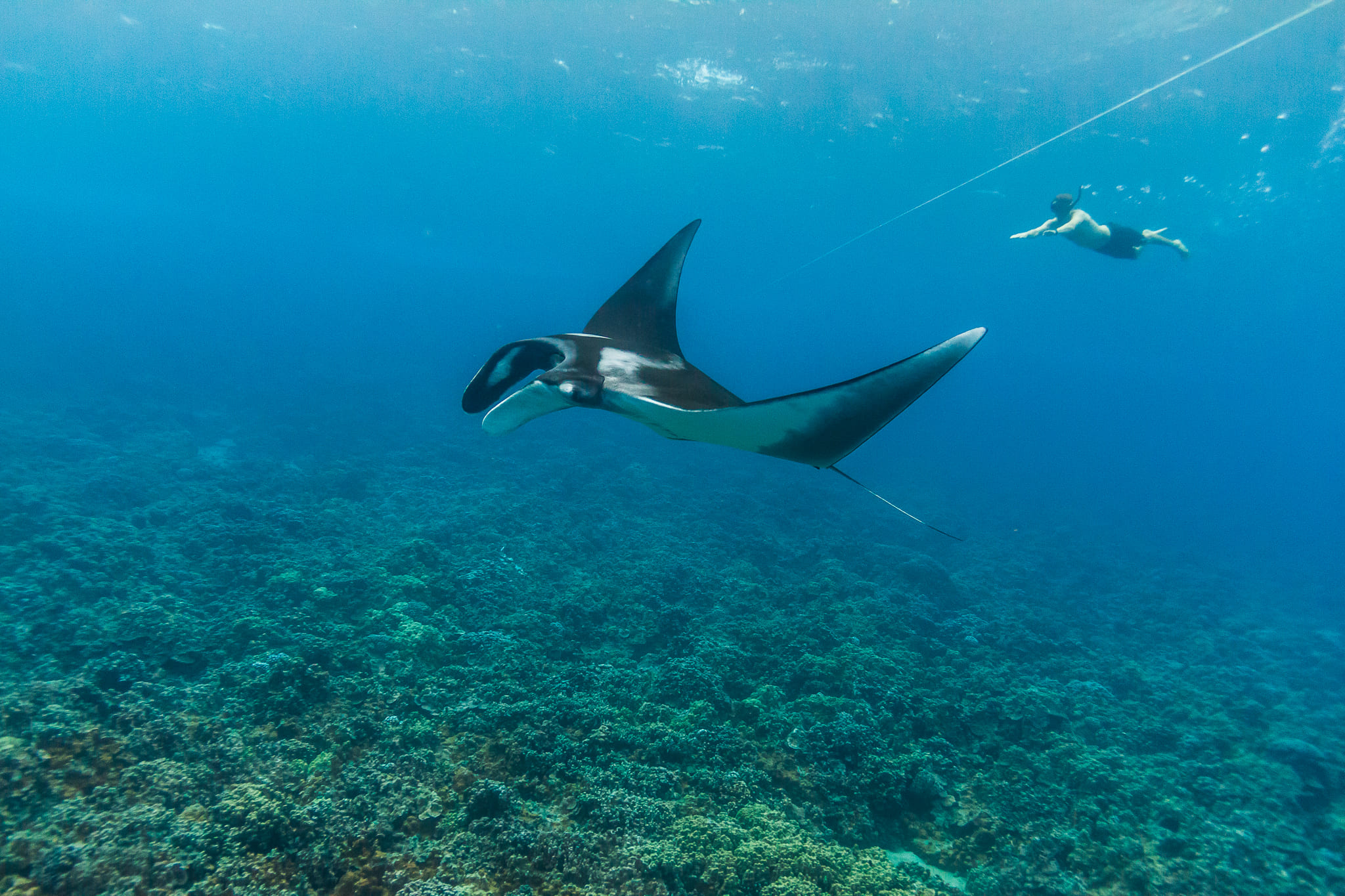 Molokini Marine Life