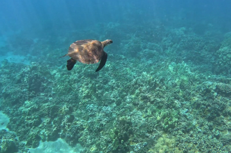 Green Sea Turtle
