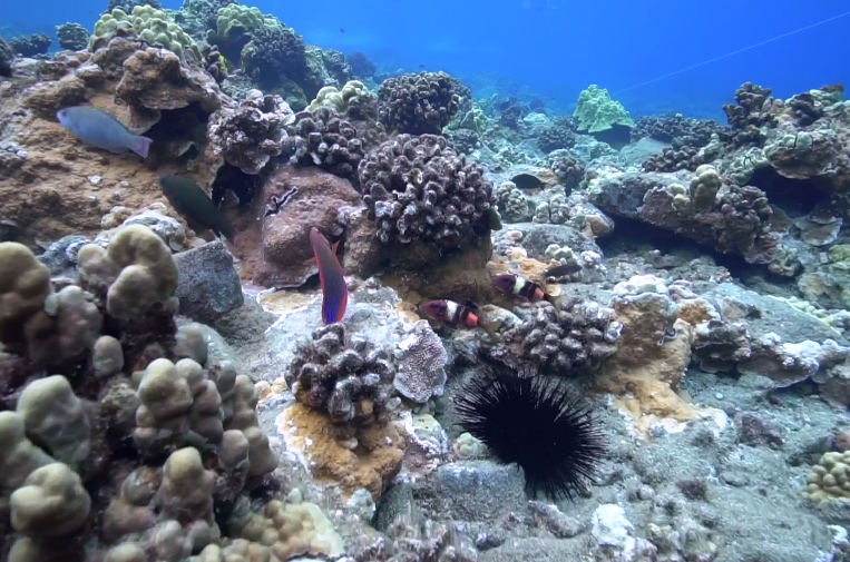 Maui Reef