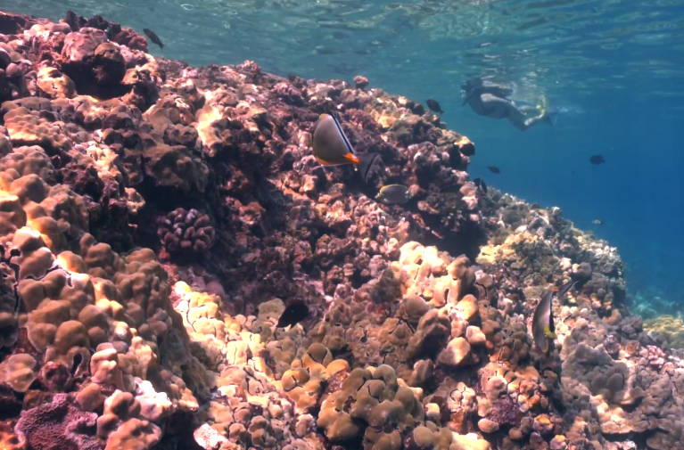 Maui Underwater World