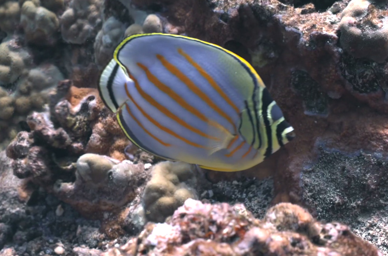 Tropical Fish