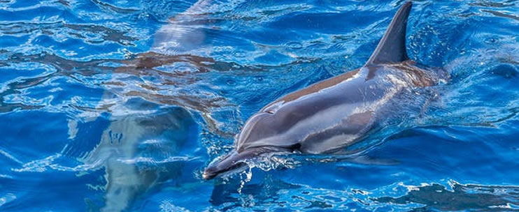 Hawaiian spinner dolphins swimming freely alongside the Ocean Voyager in Maui waters