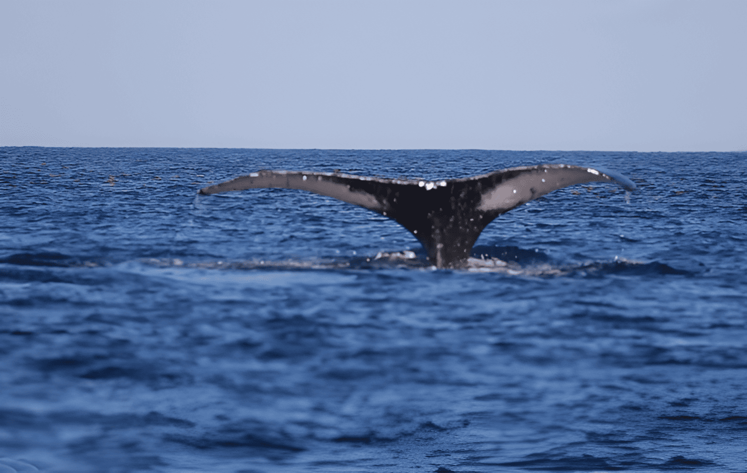 Humpback Whale