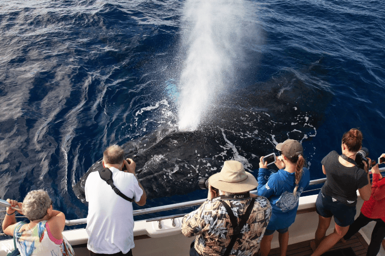 Maui Whale Watch Sail