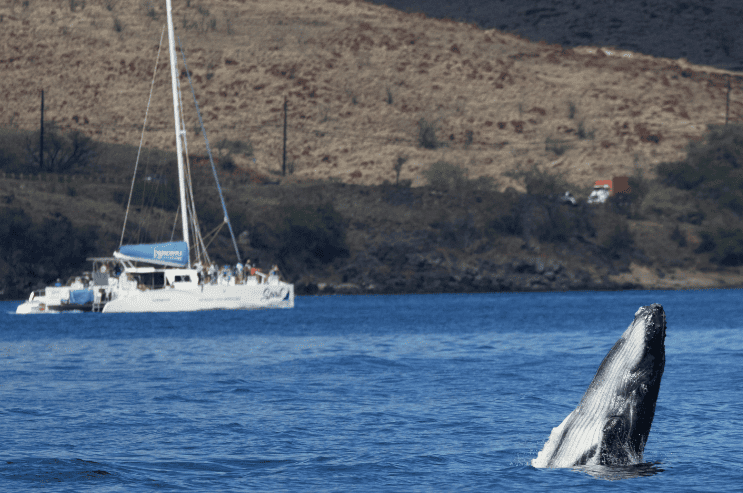 West Maui Whale Watching