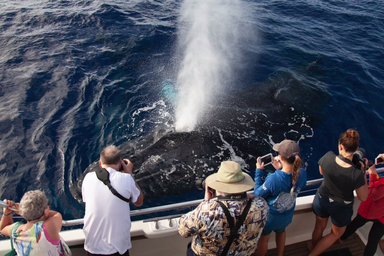 Breaching Whale(1)