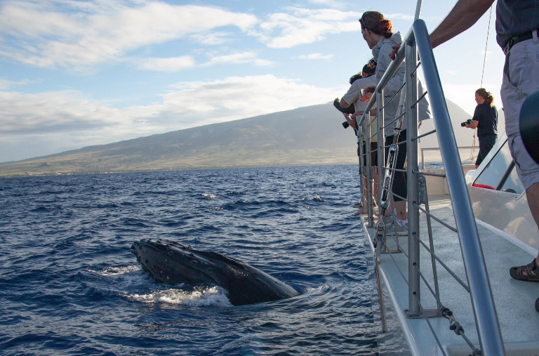 Maui Whale Watch Cruise