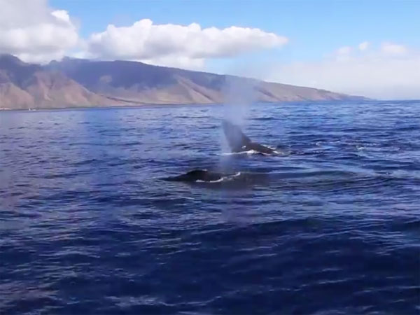 Maui Whale Watch