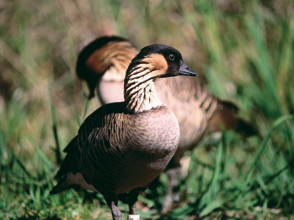Hawaiian Nene