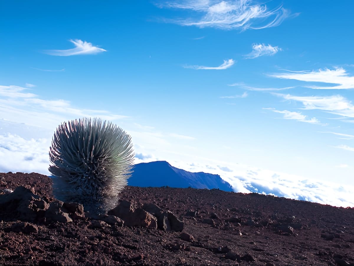 Rare Silversword Plant