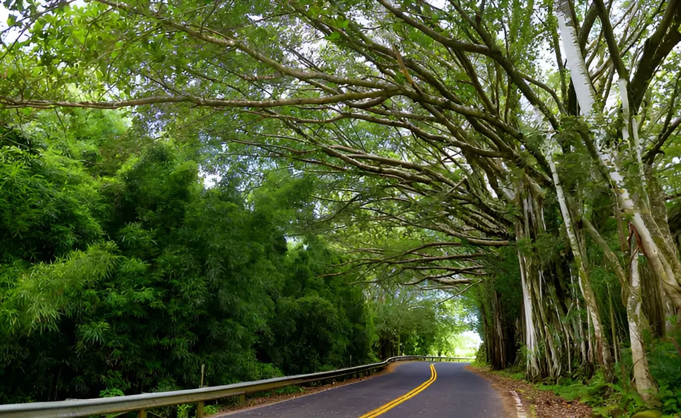 Scenic Drive