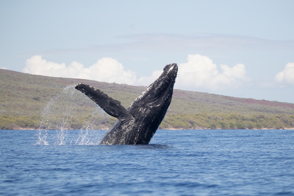 Maui Whale Watch(1)