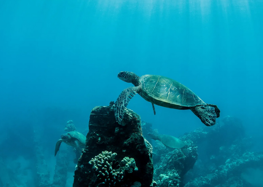 Snorkeling at Coral Gardens