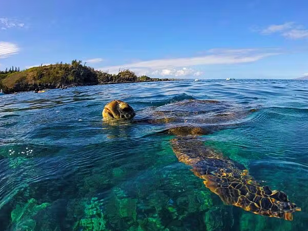 Green Sea Turtle