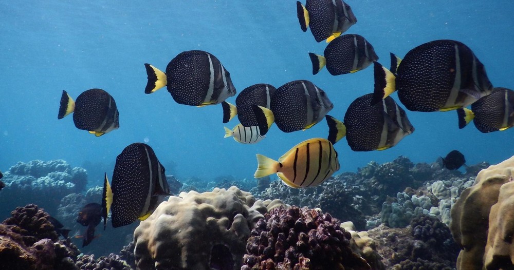 Tropical Fish