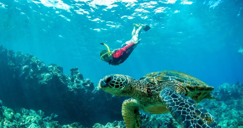 Maui Snorkel Tour