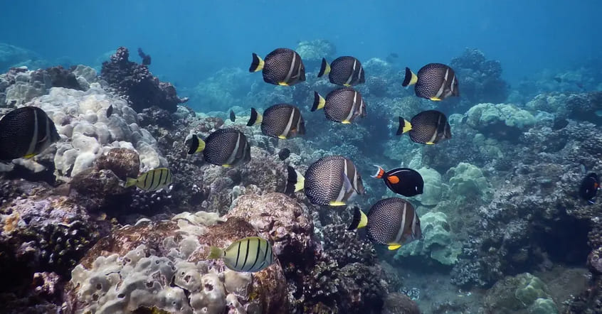 Maui Underwater World