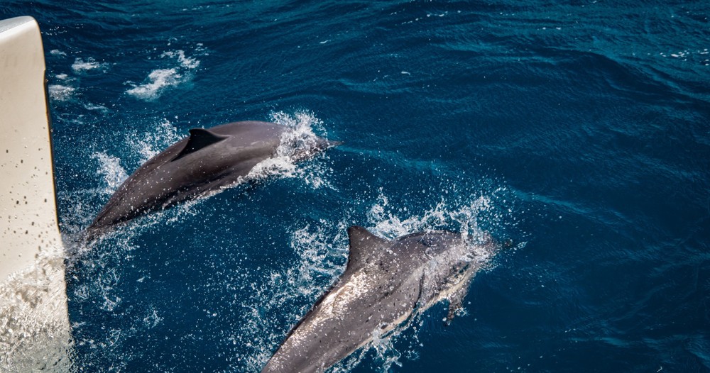 Dolphins