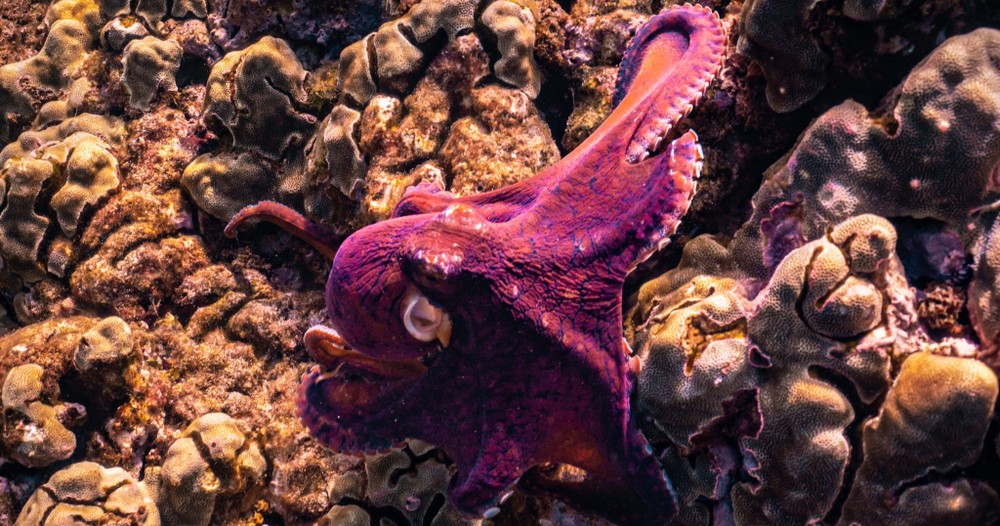 Octopus