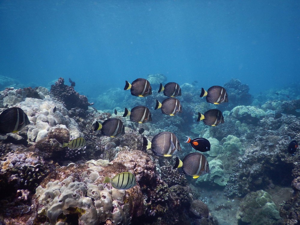 Tropical Fish