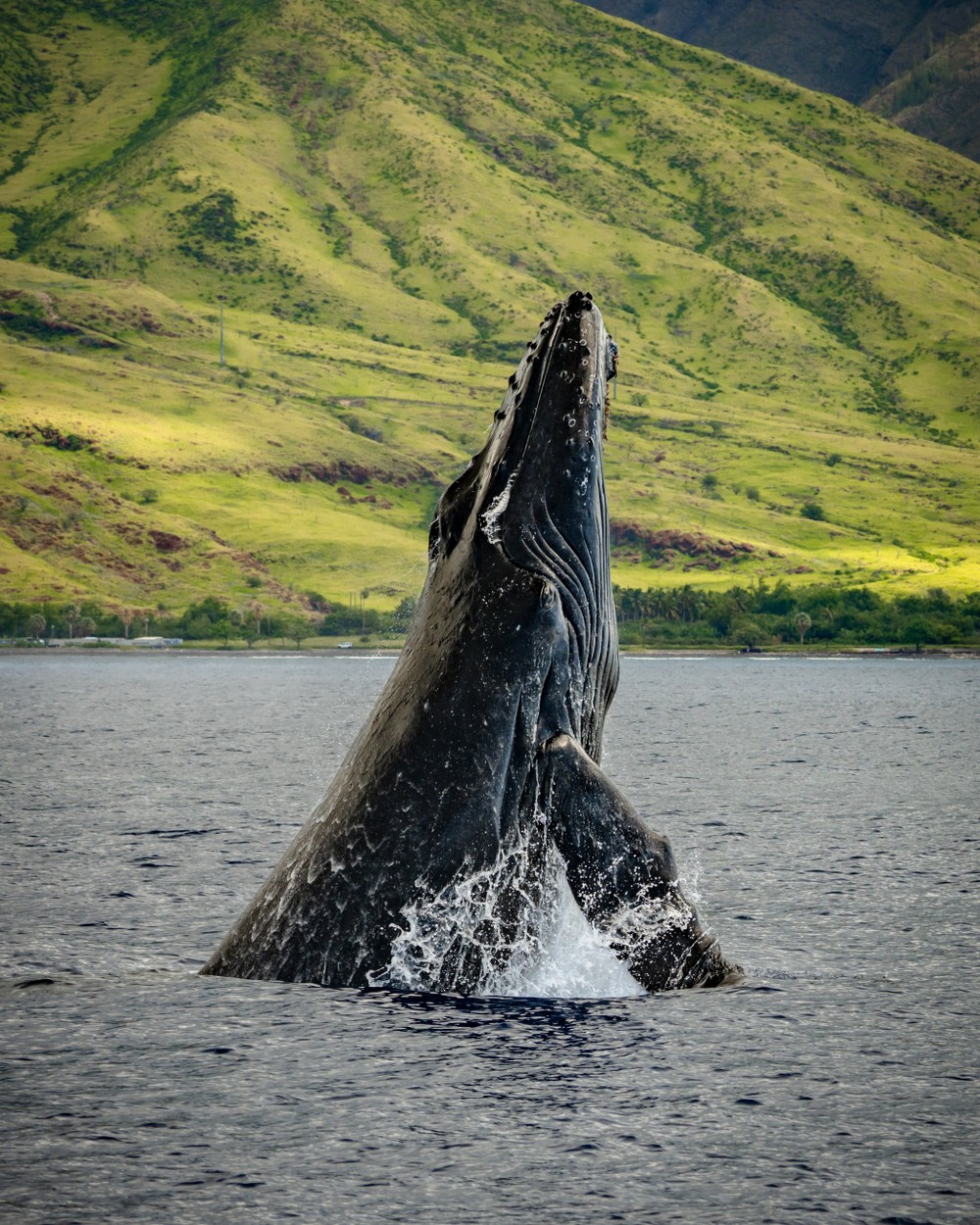 Humpback whale tail fluke off Maui during a whale watch tour