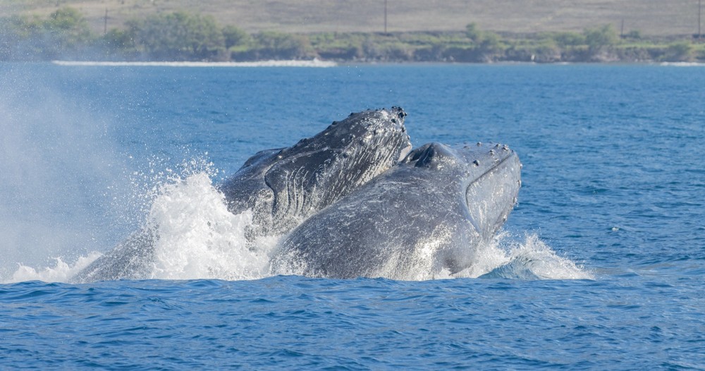Whale Watch Tour