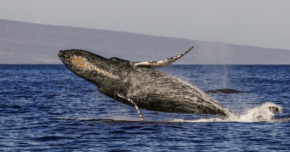Whale watching offshore Maui with Sea Maui, open ocean views and wildlife spotting