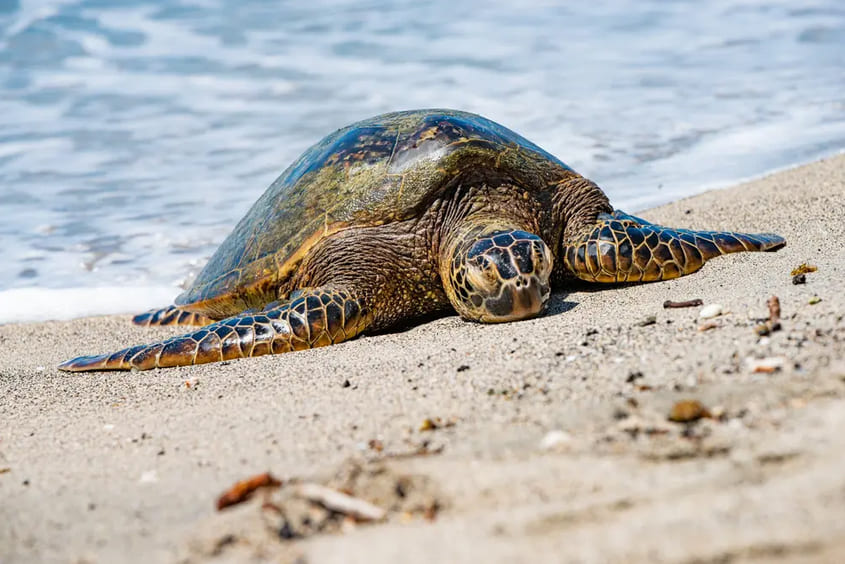 Green Sea Turtle