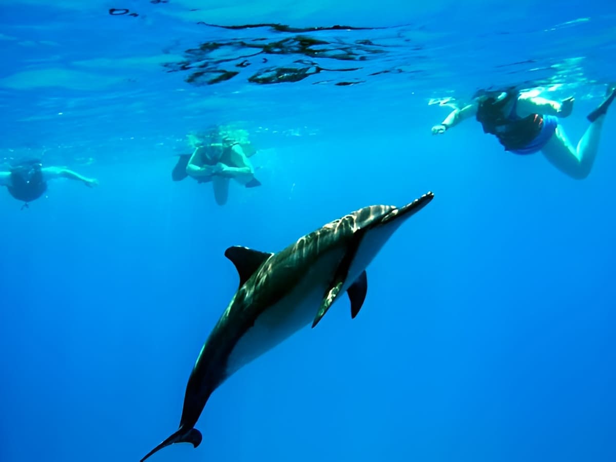 Dolphin