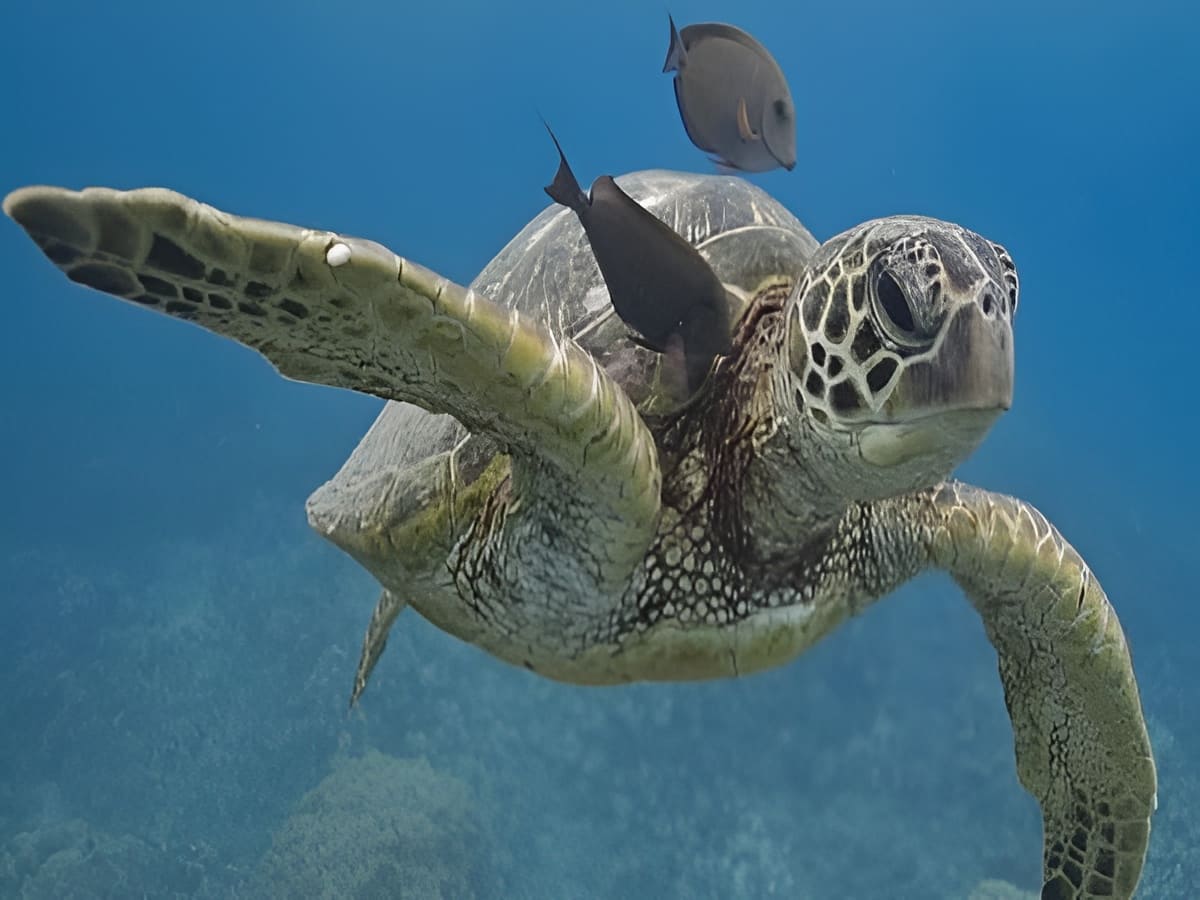 Green Sea Turtle