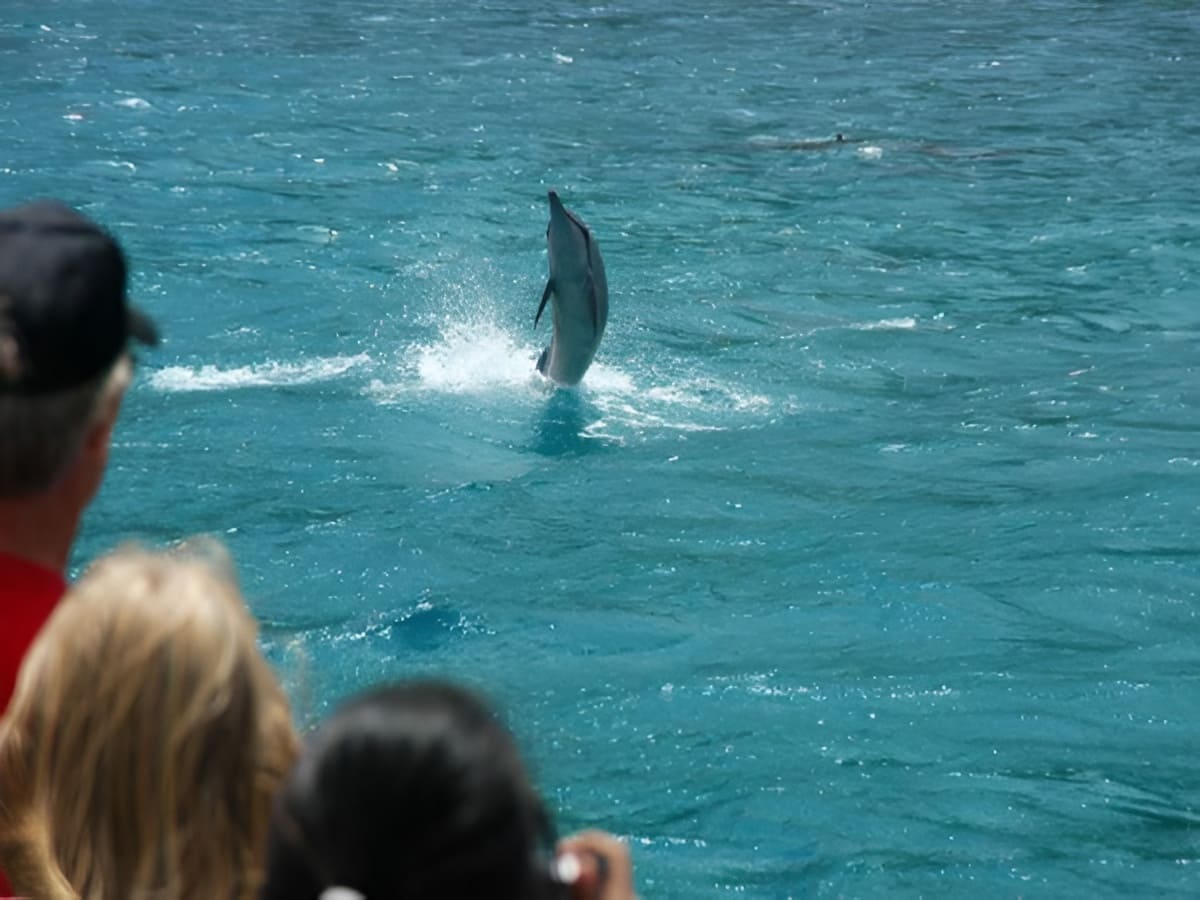 Spinner Dolphin