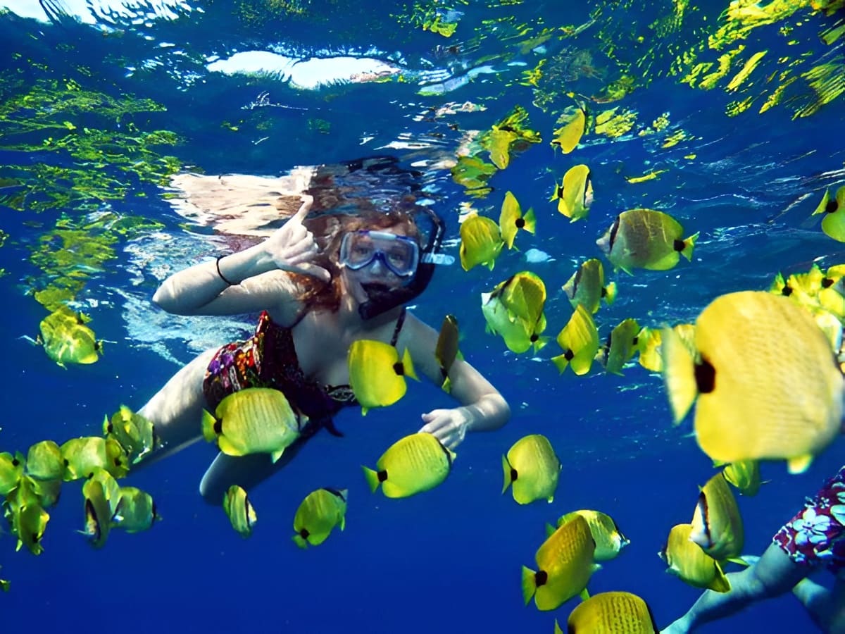 Tropical Fish