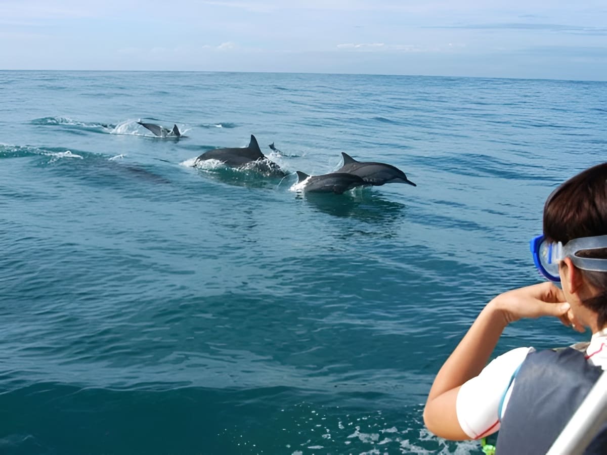 Wild Dolphin Encounter