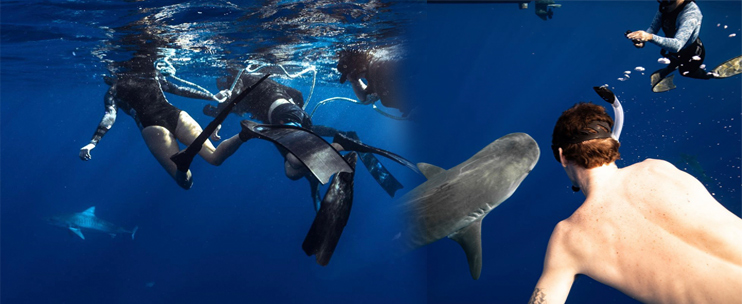 Go Shark