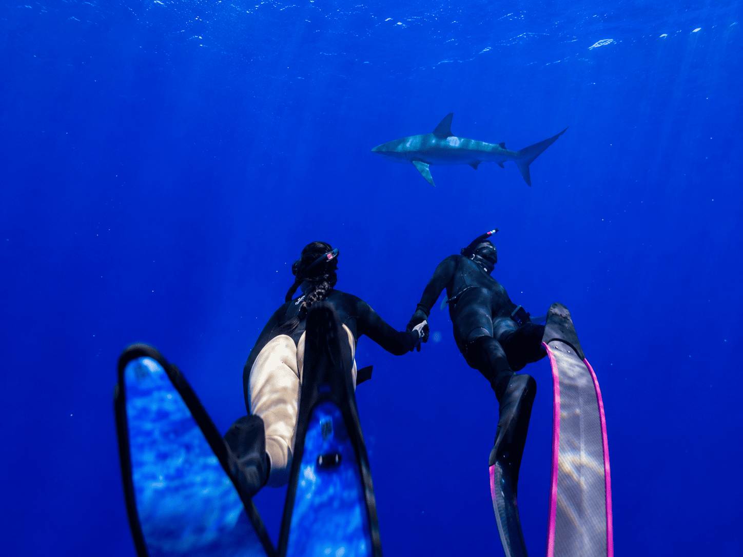 Oahu Cageless Shark Snorkel Adventure