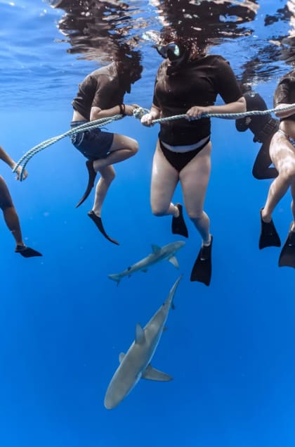 Oahu Shark Snorkel