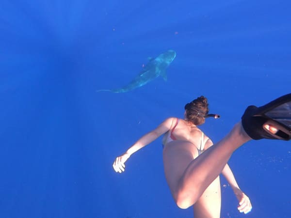 Oahu Shark Snorkel