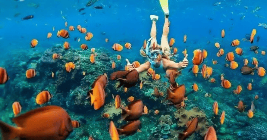 Oahu Snorkel Tour