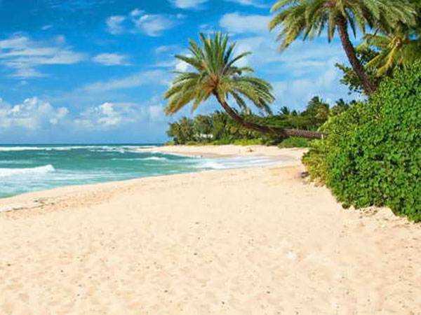 North Shore Beachbus Sm