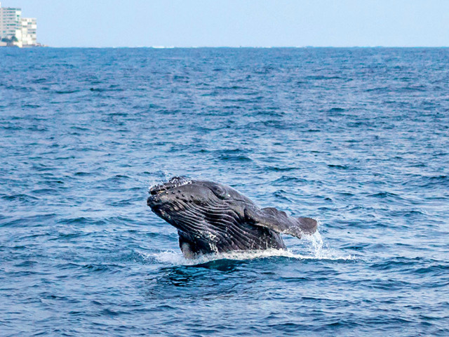 Humpback Whale