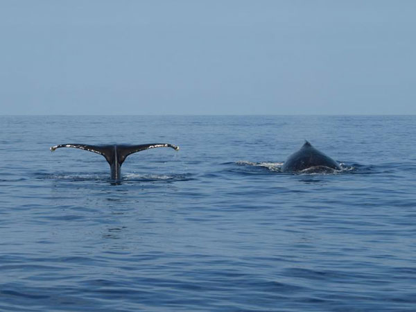 Waikiki Whale Watch Cruise