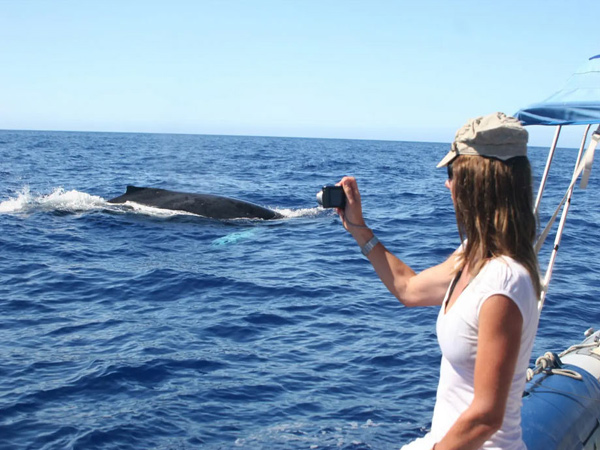 whale-watch-cruise