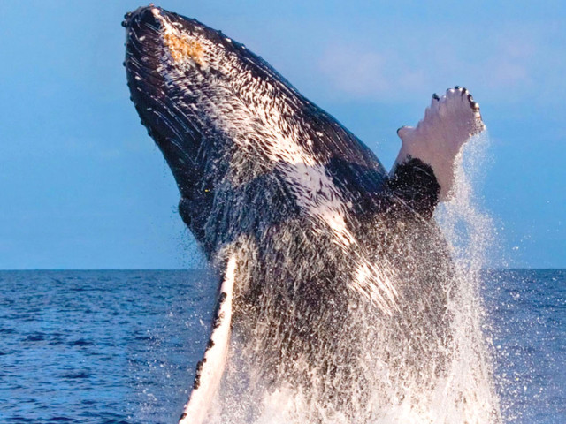Whale Watch