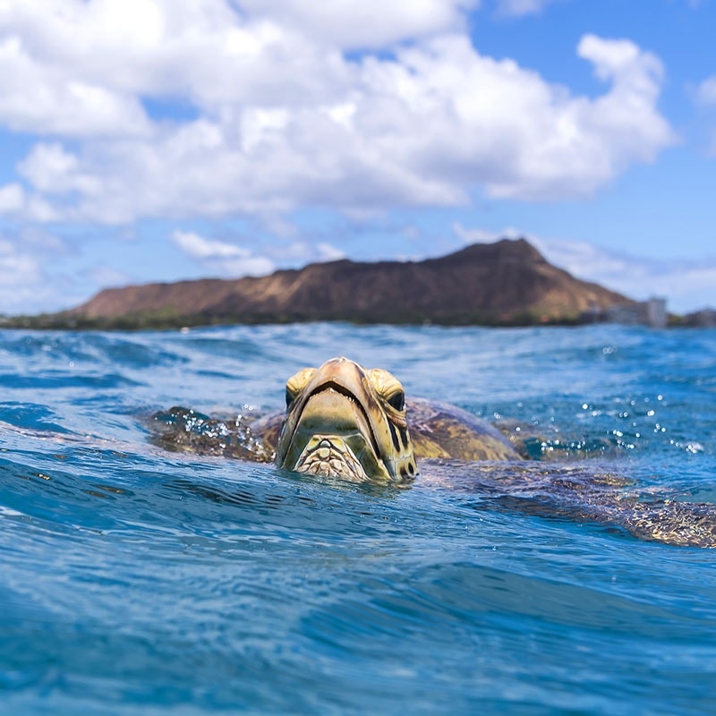 Hawaiian Turtle