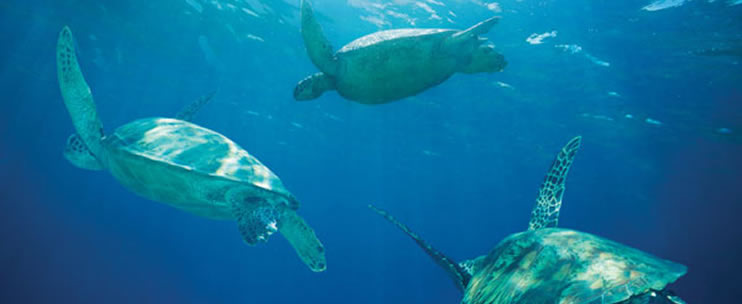 Waikiki Snorkel Sail