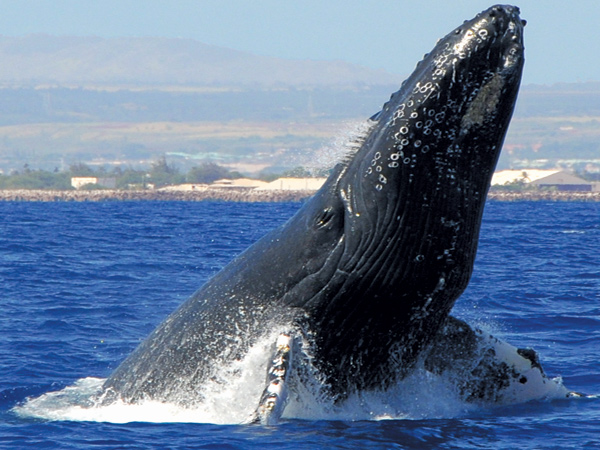 humpback-whale