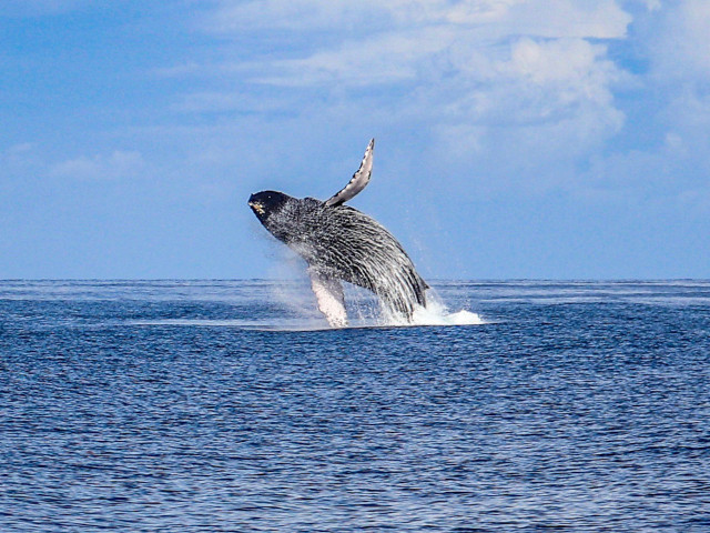 west oahu whale watching