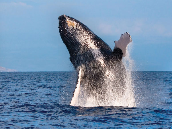 Whale Jumping